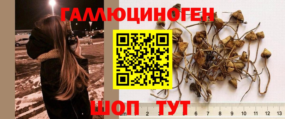 Галлюциногенные грибы MAGIC MUSHROOMS  Галлюциногенные грибы Cubensis  даркнет сайт  Вход с VPN  Гагарин 
